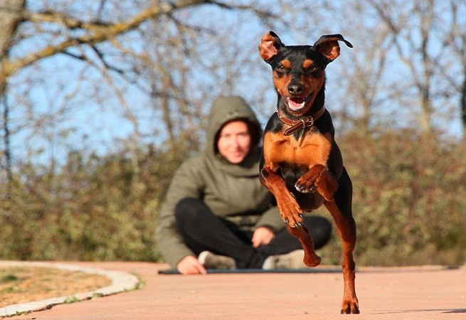 pinscher
