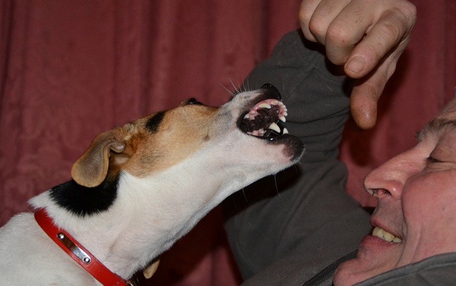 aggressività cane