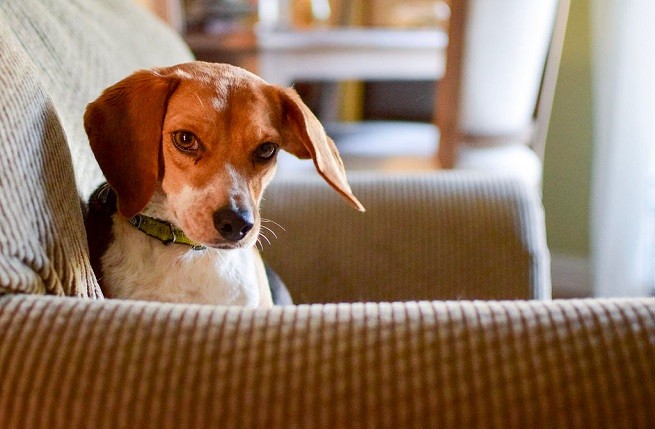 beagle