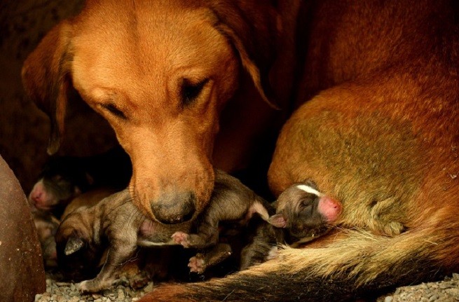 cane cuccioli