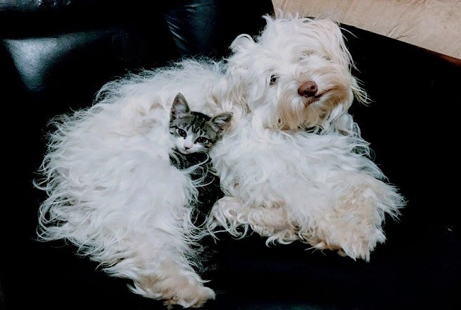 Cane gatto