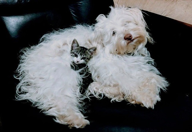 cane gatto