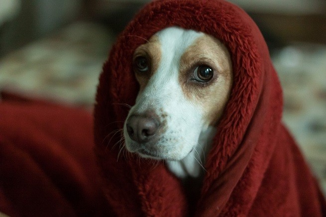 cane temporale