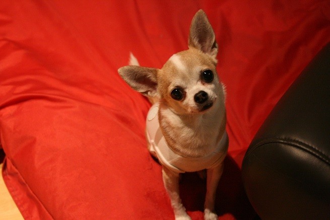 chihuahua