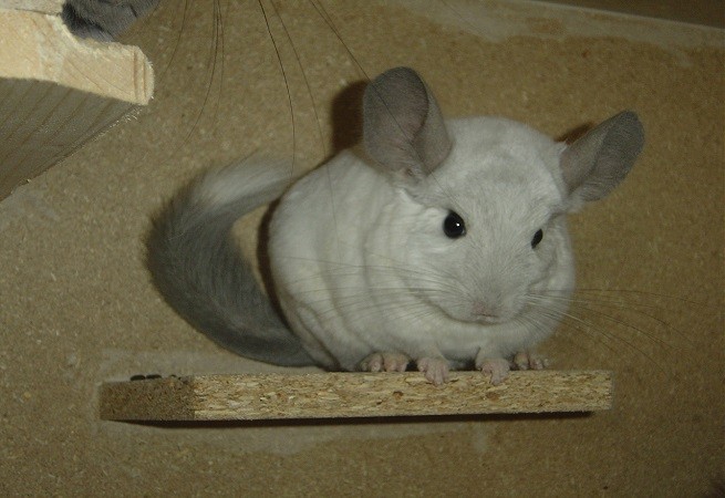 Cincillà