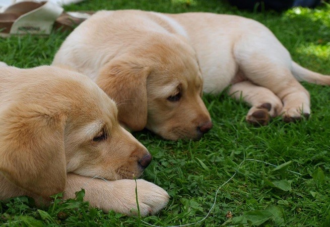 Cuccioli Labrador