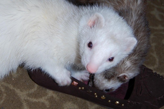 furetti