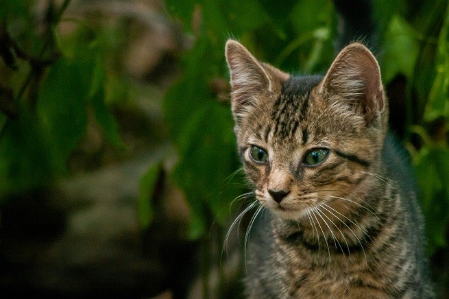 Gattino