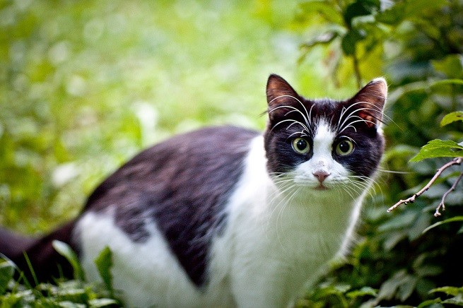gatto