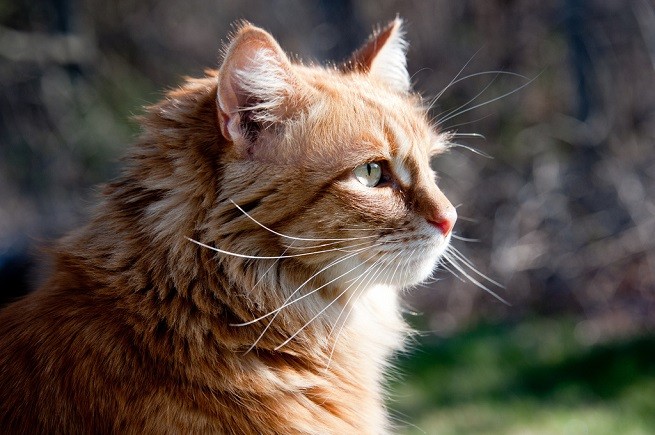 Gatto