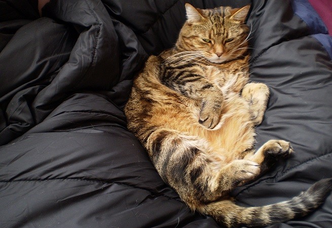 gatto