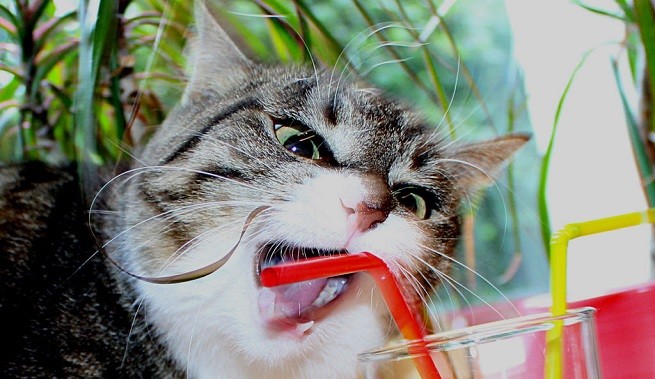 gatto pica