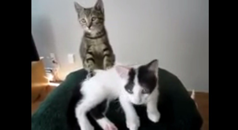Massaggio gattino