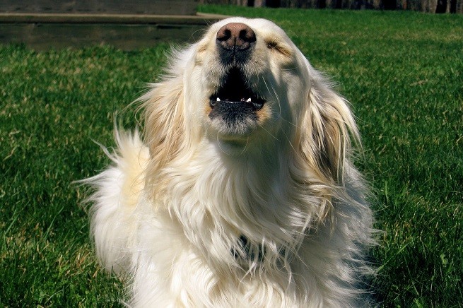 cane abbaia