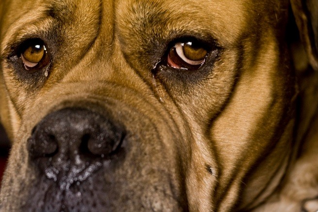 cane congiuntivite