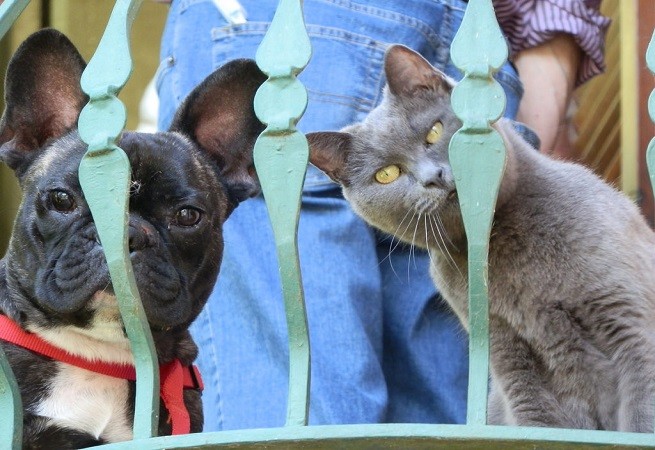 cane gatto