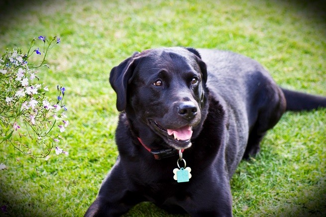 cane labrador