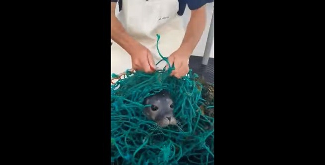 cucciolo foca
