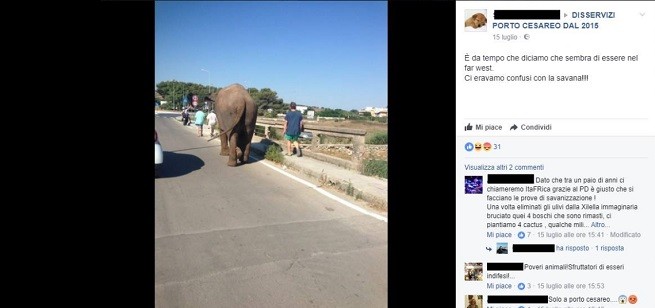 elefante