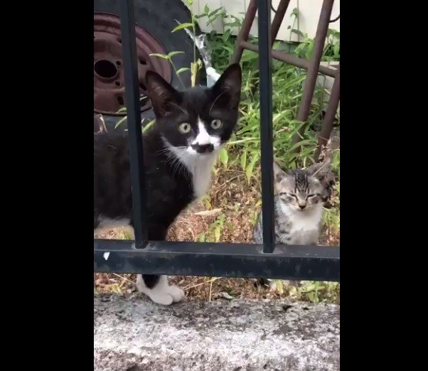 Gattino musetto