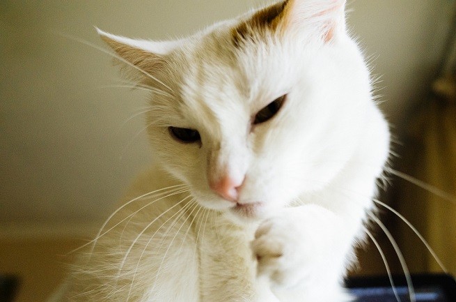 gatto