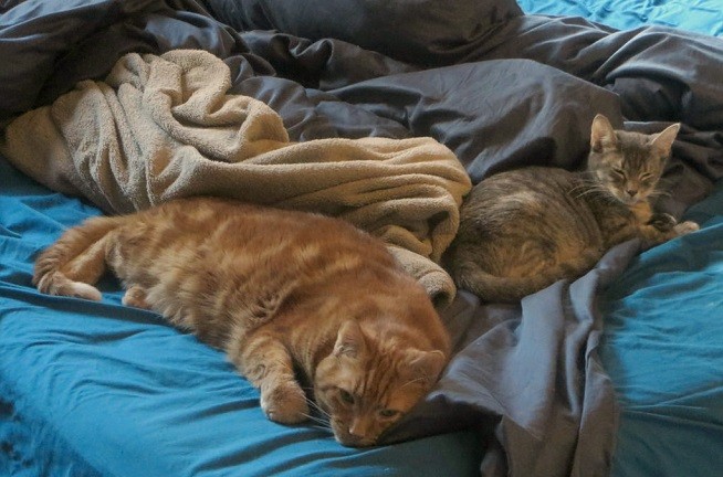 gatto letto