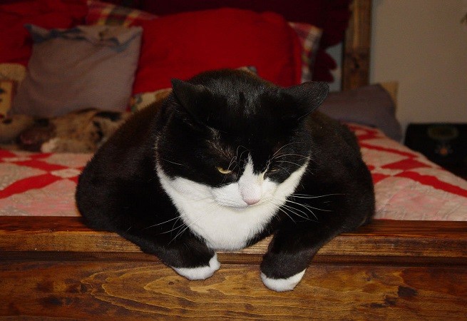 gatto obeso