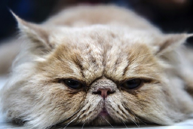 Gatto persiano