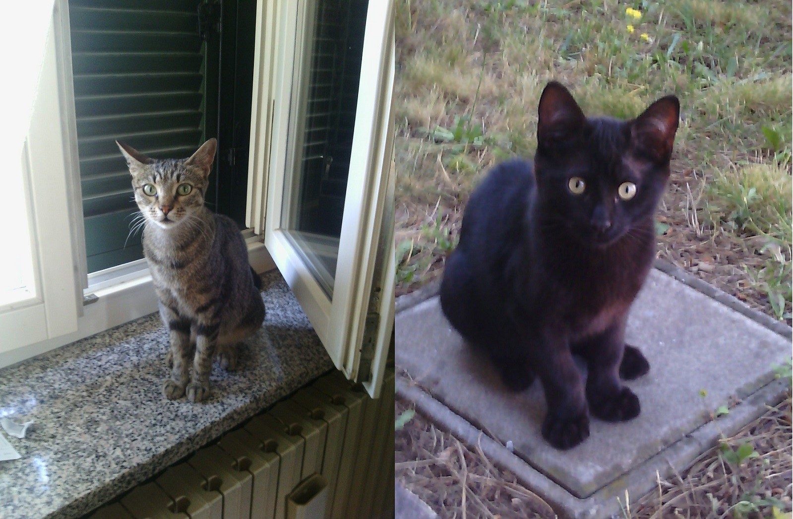 Toby e Olga adozioni