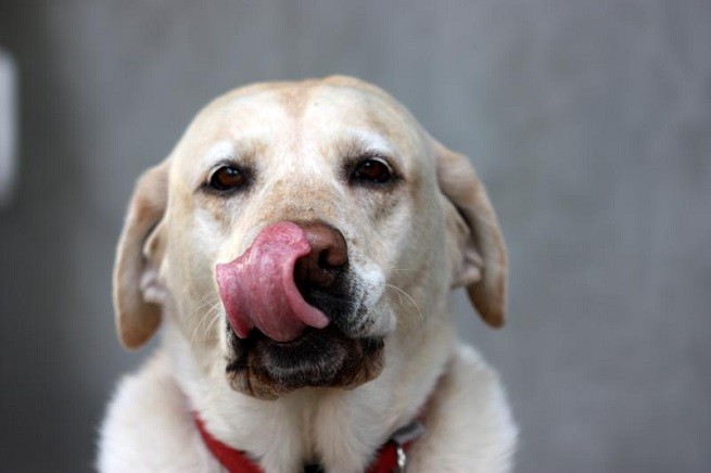 labrador