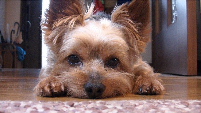 yorkshire terrier