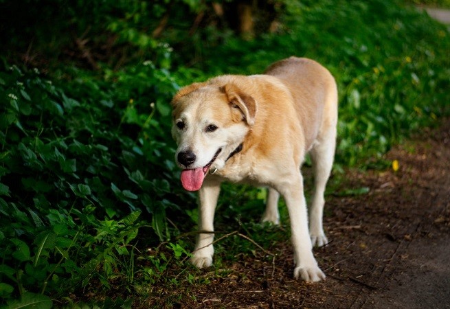 cane anziano