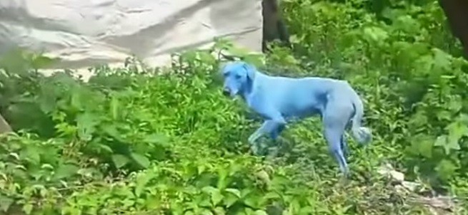 cane azzurro