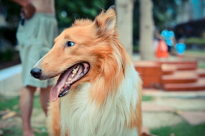 cane collie