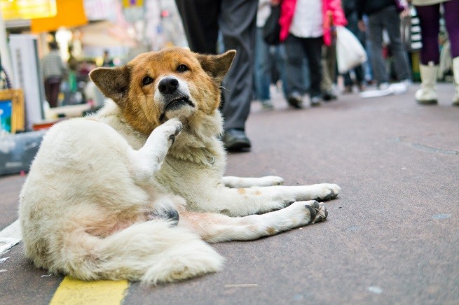 cane prurito