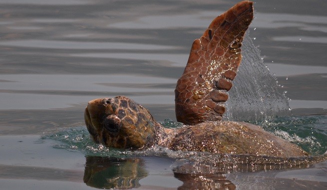caretta caretta