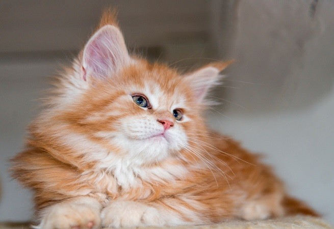 gattino