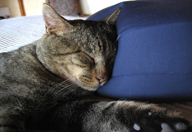 gatto