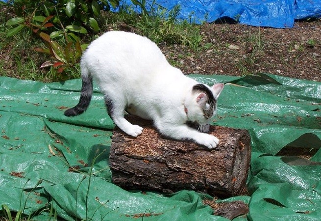 gatto graffiatura