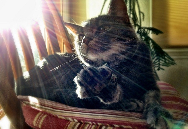 gatto sole