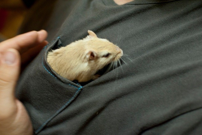 gerbillo