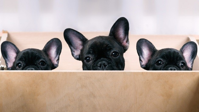 Giornata Mondiale del Cane