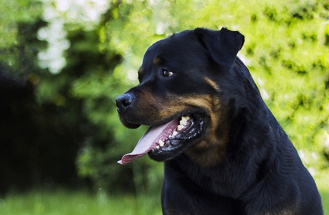 rottweiler