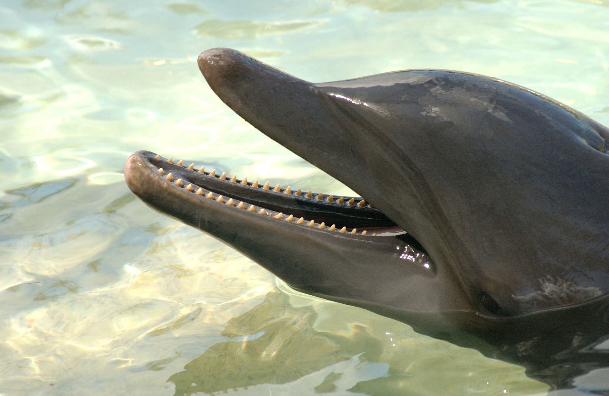 Delfino