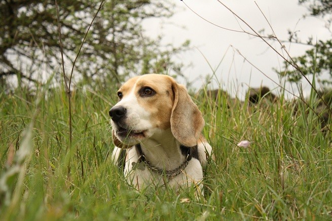 beagle