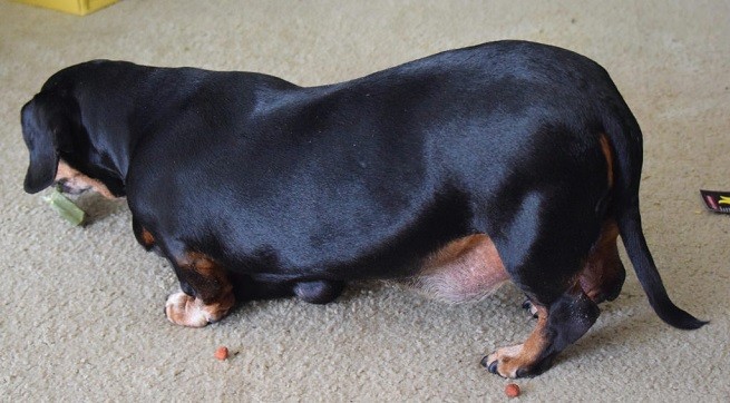 cane