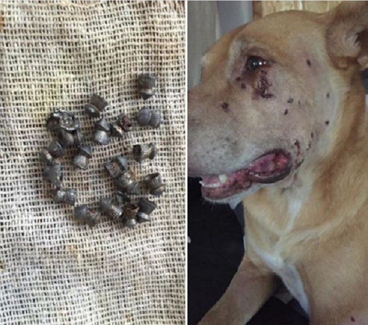 Cane maltrattamento