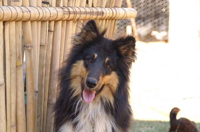 collie