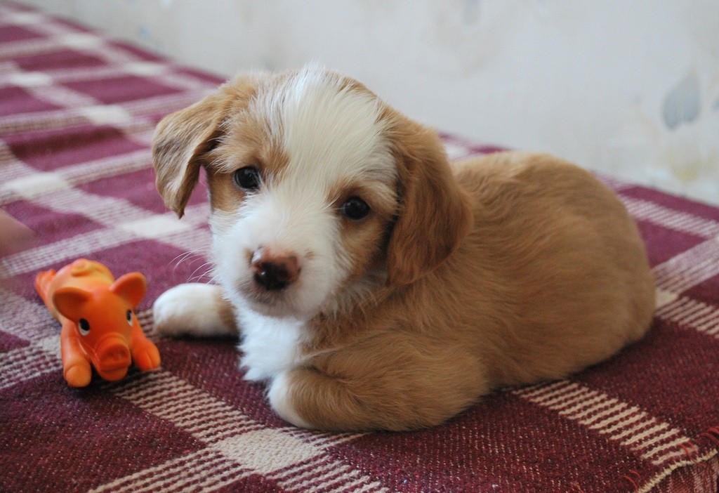 cucciolo cane