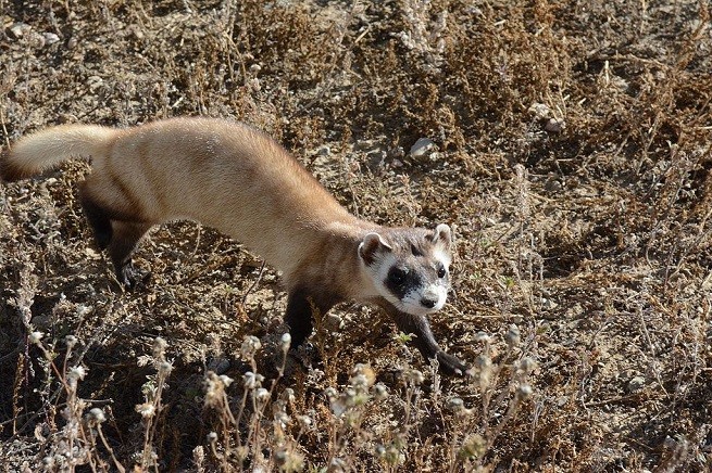 furetto